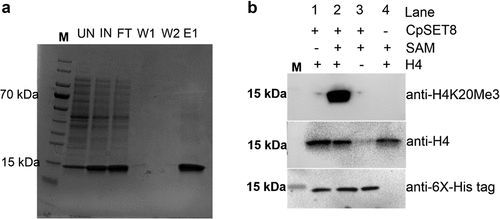 Figure 5. Analysis of recombinant CpSET8 enzymatic activity. (a). Coomassie blue-stained 4–20% precast polyacrylamide gels showing purified CpSET8 showing molecular marker (M), uninduced soluble protein fraction (UN), induced soluble fraction (IN), flow through (FT), washes (W1 and W2), and eluate (E1). (b). Analysis of enzymatic activity showing CpSET8 methylation of H4K20 (anti-H4K20me3 antibody), recombinant human histone H4 (anti-H4 antibody) and recombinant CpSET8 protein (anti-6x-His tag antibody) in the presence of S-adenosyl methionine (SAM).