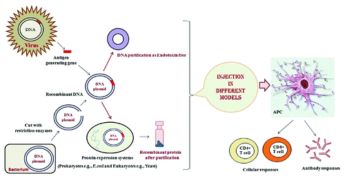 Figure 2. Production of recombinant vaccines: The recombinant vaccines such as DNA and protein -based vaccines combined with the potent immunological stimulants (Adjuvants, delivery systems and …) are designed to stimulate host immune system to recognize and destroy infectious/cancer cells.