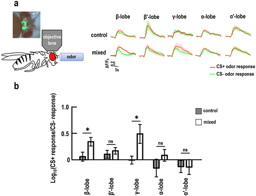 Figure 4. Flies with GMNL-185 and GMNL-680 mixed feeding showed increased calcium responses to training odor in the mushroom body β and γ lobes.