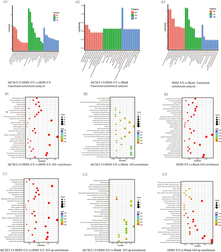 Figure 7 Functional and GO Enrichment Analysis of BMSCs Co-cultured with Various Treatment Groups. (A1-A3) Functional enrichment analysis conducted in terms of biological processes, cell components, and molecular functions. (B1-B3) Bubble Map of differentially expressed genes based on GO Enrichment Analysis. (C1-C3) GO enrichment of the up-regulated expressions of Various Treatment Groups.