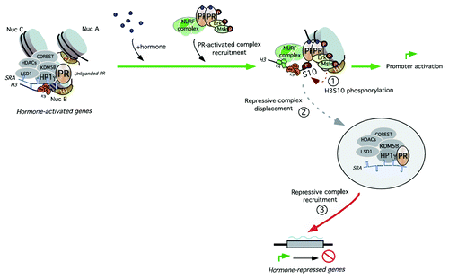 Figure 1. An SRA-containing repressive complex is involved in basal gene repression. In the absence of hormone, the repressive complex HP1γ-LSD1.com is bound to genomic target sites through the operation of three factors: i) the unliganded receptor, ii) its associated ncRNA SRA and iii) the H3K9me3. In the presence of hormone, activated MSK1 phosphorylates H3 at serine 10 and promotes HP1γ-LSD1.com eviction from target regions and recruitment to hormone-repressed genes. Whether the same complex participates in both derepression and active repression is still under investigation. Displacement of the repressive complex allows H3 to be trimethylated at K4 and acetylated at K14, both marks required for NURF and BAF loading and hormonal-dependent gene activation.Citation9,Citation31