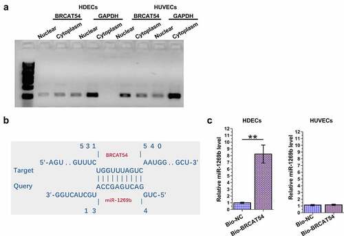 Figure 2. Analysis of the subcellular location of BRCAT54 in HDECs and HUVECs, and its interaction with miR-1269b.