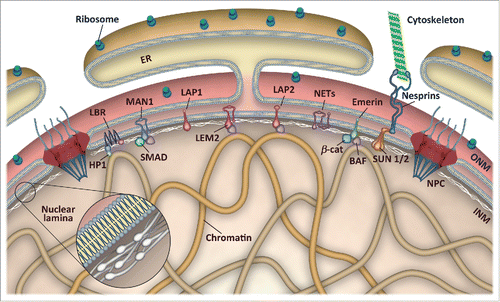 Figure 1. Schematic representation of the nuclear envelope. The nuclear envelope consists of an outer (ONM) and an inner nuclear membrane (INM), which are fused at nuclear pore complexes (NPC). The ONM is continuous with the endoplasmic reticulum (ER) and associated with ribosomes as well as nesprins and other proteins linking the nucleus to the cytoskeleton. The nuclear lamina is a proteinaceous network of intermediate filaments underneath the INM that forms extensive contacts with chromatin and INM proteins. The INM harbors multiple nuclear envelope transmembrane (NET) proteins, of which only a few are depicted. LEM domain proteins interact with the chromatin-binding protein BAF and transcription factors, such as SMADs, β-catenin and others, whereas lamin B receptor (LBR) associates with heterochromatin protein 1 (HP1) and directly with modified histones.