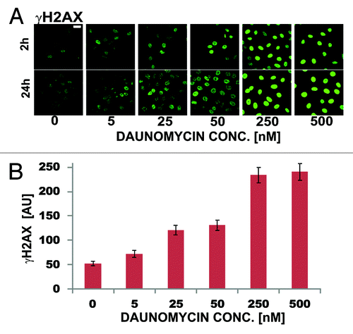 Figure 7. DNA damage assessed by means of immunodetection of histone H2AX phosphorylation in daunomycin-treated cells (2 h and 24 h). (A) images of immunolabeled histone γH2AX in cells treated with increasing concentrations of daunomycin for 2 and 24 h; scale bar 20 μm. (B) Average fluorescence intensity of immunolabeled histone γH2AX per cell, following 2 h treatment with daunomycin at different concentrations.