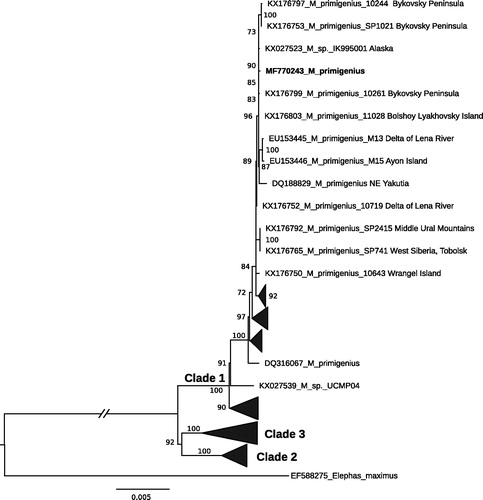 Figure 1. Maximum likelihood phylogenetic tree of Mammuthus primigenius based on 16,444 bp long alignment of 137 publically available mitogenomes including the studied specimen from Maly Lyakhovsky Island highlighted in bold font. Asian elephant (Elephas maximus) was used as an out-group. The best-fit substitution model TN93 + F + R3 averaged for a whole mitogenomes alignment was chosen according to Bayesian information criterion among 286 tested models in ModelFinder (Kalyaanamoorthy et al. Citation2017). GenBank accession numbers and ultrafast bootstrap values above 70 are presented in the tree.