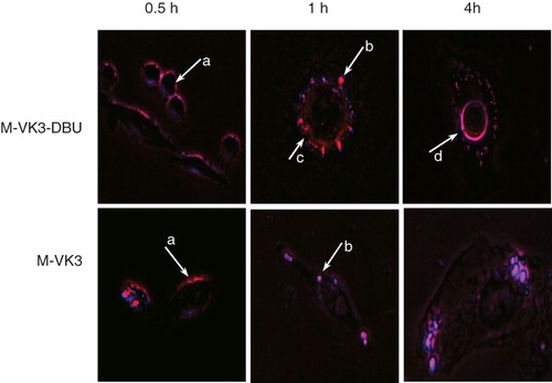 Figure 7. Fluorescence microscopy of the interaction of rhodamine-PE-labeled micelles with BT-20 cells. Arrows indicate binding of micelles to the cell surface (a); formation of endosomes (b); endosomal escape (c) and accumulation in the perinuclear space (d). Modified from Torchilin (Citation2005a).
