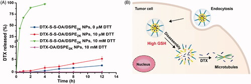 Figure 2. (A) Cumulative release of DTX from prodrug NPs in pH 7.4 with various concentrations of DTT (n = 3); (B) Schematic illustration of redox-responsive drug release of DTX-S-S-OA/DSPE2K NPs within tumor cells.