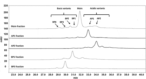 Figure 1. CZE electropherograms of the isolated crizanlizumab variants. Crizanlizumab isoforms were enriched using anion exchange chromatography (AEX) fractionation from stressed (40°C for 6 weeks at pH 5.7) and unstressed material (stored frozen at pH 5.7). The fractionation was done with an Agilent HPLC system 1100 equipped with a cooled fraction collection unit and a weak anion exchange column (Dionex ProPac WAX-10 BioLC, 4 mm x 250 mm). Separation of the isoform was achieved using a NaCl salt gradient at pH 7.9. Fractions were diluted (50%: 50%) in citrate buffer (5 mM, pH 2.8) in order to preserve the stability of the basic variants. The collected fractions were concentrated in centrifugal filter devices (15 ml capacity). The final protein content determination was performed by UV spectroscopy (using Nanodrop). The CZE analysis of the AEX fractions was performed using a Beckman Coulter PA800 Plus capillary electrophoresis instrument equipped with an uncoated fused-silica capillary. Electrophoresis was performed in running buffer (400 mM 6-aminocaproic acid/acetic acid pH 5.7 with 2 mM TETA and 0.03% Tween 20) at a constant voltage of 20 kV in positive to negative (normal) polarity mode for 45 or 30 minutes. AP: acidic peak; BP: basic peak.