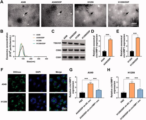 Figure 6. DDP-resistant NSCLC cells transmit circVMP1 to parental NSCLC cells through exosomes. (A) TEM scanning showed the images of exosomes derived from A549, A549/DDP, H1299, and H1299/DDP cells. (B) NTA revealed the size distribution of exosomes released by A549, A549/DDP, H1299, and H1299/DDP cells. (C) Western blot assay was conducted to measure the expression of exosomal marker proteins (TSG101, CD63, and CD81). (D and E) RT-qPCR was conducted to measure the expression of exosomal circVMP1 released by A549, A549/DDP, H1299, and H1299/DDP cells. (F) A549 and H1299 cells were incubated with DIO-stained exosomes for 30 min, and then stained with DAPI for 5 min. The uptake of exosome was observed under a fluorescence microscope. (G and H) A549 and H1299 cells were incubated with exosomes derived from A549/DDP or H1299/DDP cells transfected with sh-NC or sh-circVMP1. The level of circVMP1 in recipient cells was determined by RT-qPCR. ***p < .001.