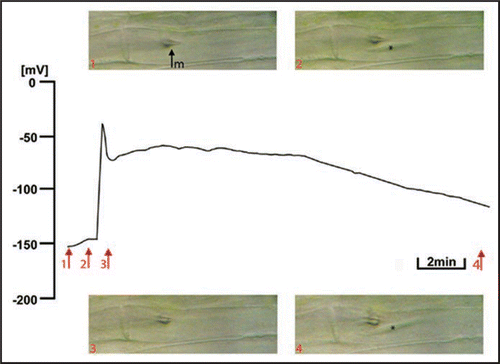 Figure 2 Long-lasting electrical response of a Vicia faba SE following burning the leaf tip (at a distance of 3 cm) and photographs taken simultaneously as an optical control of forisome reaction (arrows 1–4). The forisome dispersed during the depolarisation and recondensed after repolarisation (3↑–4↑, 13.5 minutes). The forisome is marked with an asterisk. m, microcapillary for membrane potential recording.