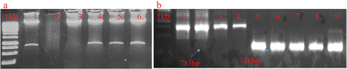Figure 4. The confirmation of gRNA Cassette in the construct by restricting plasmid through HindIII enzyme and 800 bp elution confirm the gRNA Cassette 4B: Verification of Cas13 and PVY-gRNA Cassette by specific primers.