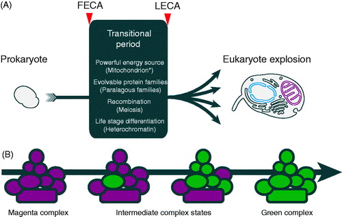 Figure 4. FECA to LECA transitions and flexible evolution of paralog complexes. (A) Transition of prokaryotes to eukaryotes during the period between FECA and LECA, and which incorporated a number of highly significant features. It is unresolved as to which of these occurred first, and only in the case of the acquisition of the mitochondrion, is it well agreed that this a singular event. It was only once all of these features were in place that the LECA was poised for the explosive differentiation of the eukaryotic lineage. (B) Flexibility in protein complex evolution. Rapid success for the LECA ancestors may have required evolvability within protein complexes, resulting in the large number of paralogs in modern eukaryotes. Complexes built from paralogs have an intrinsic evolutionary advantage in allowing new paralogs rapid access to functionality; if a substantial proportion of a complex is built using paralogs this potential is increased. For example, if a single subunit of the magenta complex is replaced by a paralog (green), but which initially is identical to the original paralog, this provides the opportunity for one of the paralogs to drift by acquisition of mutations. This process can then either relax sequence restraints on other subunits or even select for changes that facilitate neofunctionalisation. These other subunits can also be replaced by new paralogs, which is made more probable by the original paralogous expansion. The process is completed by the achievement of a fully green complex, but there are many examples of subunits being shared between complexes with bona fide distinct functions; this may reflect either the achievement of some maximal functionality or reflect an incomplete evolutionary change. See Dacks & Field (Citation2007) for a more detailed discussion of this concept as applied to the trafficking system (see color version of this figure at www.informahealthcare.com/bmg).