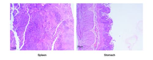 Figure 5. Represent the micrograph of the various vital organs from the group consuming 250 mg/kg of PHF tablet.