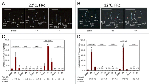 Figure 1. Development and anthocyanin content of wild-type and phytochrome-deficient seedlings under continuous far-red light. No-0 wild-type (No-0 WT), CAB3::pBVR1 (CAB-1), CAB3::pBVR2 (CAB-2), Col-0 wild-type (Col-0 WT), and phyA (Salk_014575) seedlings were grown at 22 °C for 4 d or 12 °C for 10 d on basal (B), nitrogen-limited (-N), or phosphate-limited (-P) Phytoblend medium with 1% sucrose under continuous FR (FRc) illumination of 5 μmol m-2 s-1. (A, B) Images of seedlings. Scale bar represents 1 cm. (C, D) Anthocyanin content. Bars represent the mean (± SD) of at least 3 independent measurements. Numbers above each bar represent the percent of anthocyanins accumulated relative to WT grown on the same medium. Fold-increase values for anthocyanin levels for seedlings grown on nutrient-deficient medium relative to growth of the same line on basal medium are shown below the bar graph. Two-tailed, unpaired Mann-Whitney U-test analyses were performed to compare the means of anthocyanin contents per mg of fresh weight for a particular line on basal medium relative to respective nutrient limitations. Letters above bars: a, P < 0.001; b, P < 0.01; c, P ≤ 0.05.