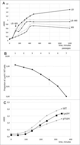Figure 2. Influence of yciH on E. coli growth. (A) Growth curves of the WT (gray curves) and ΔyciH (black curves) strains. Squares correspond to the growth in LB rich medium at 37°C, triangles correspond to the growth in M9 poor medium at 37°C, while circles correspond to the growth in LB rich medium at 37°C for 120 minutes followed by the substitution of LB by M9. All curves are marked on the right by the medium used. A point of LB by M9 substitution is indicated by an arrow. (B) Growth competition between the wild type and yciH knockout strains in the rich LB media. The Y-axis shows the proportion of the yciH knockout strain cells in the mixture with the wild-type calls (log scale). Each point corresponds to a 24 hour growth cycle. (C) Growth curves of the WT (light gray squares), ΔyciH (black squares) and WT with plasmid-bourne yciH (pYciH) superexpression (dark gray circles) strains in LB rich medium at 37°C. Curves are marked on the right by strain designation.