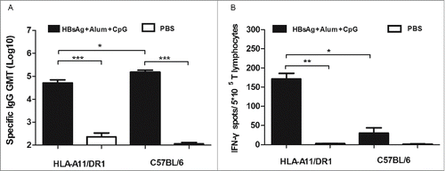 Figure 4. HBs-specific antibody- and cell-mediated responses after immunization with a recombinant HBsAg vaccine. (A) Sera were collected from immunized HLA-A11/DR1 Tg mice and wild-type C57BL/6 mice, and the titers of anti-HBs (IgG) antibodies were compared with those of PBS-immunized (hollow bar) mice in an ELISA test. (B) HBs epitope-specific IFN-γ production by cytotoxic T lymphocytes was examined by measuring the response of both HLA-A11/DR1 Tg mice and wild-type C57BL/6 mice to a recombinant HBs vaccine or PBS.