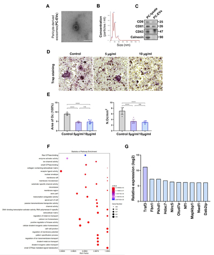 Figure 4 Traf3 in PC-EVs mediates the inhibition of osteoclast differentiation by pericytes (A) The images of PC-EVs under TEM. Bar, 100 μm. (B) NTA results of PC-EVs. (C) The characterization of PC-EVs by Western blotting. (D) Representative TRAP staining images of monocytes after 5 days of osteoclast differentiation. RAW264.7 cells were induced with a medium containing RANKL (100 ng/mL) and non-contact co-cultured with PC-EVs (5–10 μg/mL). Scale bar, 100 nm. (E) Quantification of osteoclast number (Oc.N) and area of osteoclast (area of oc) of monocytes after 5 days of osteoclast differentiation (n = 6). (F) GO analysis map of total RNA sequencing of PC-EVs. (G) The coding gene of osteoclast inhibitory protein. Data are presented as mean ± S.E.M. P-levels < 0.05 were considered statistically significant, as follows: ****P < 0.0001.