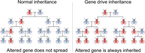 Figure 1 An illustration of inheritance through gene drive technology.Citation46Note: Adapted from Walter M. Gene Drive. Wikipedia, The Free Encyclopedia. September25, 2017. Available rom: https://en.wikipedia.org/wiki/File:Gene_Drive.png. Creative Commons Attribution-Share Alike 4.0 International license.