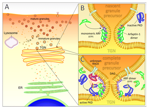 Figure 1. Insulin granule biogenesis — Model for PKD activation and Arfaptin-1 action. (A) Preproinsulin is cotranslationally inserted into the endoplasmatic reticulum (ER) and cleaved into proinsulin. Proinsulin is transported to the Golgi apparatus, where it is packaged into secretory granules at the trans-Golgi network (TGN). Immature insulin granules are covered by a discontinuous clathrin coat, which facilitates outsorting of granule components during the maturation process. Constitutive-like vesicles bud off the maturing granules and return to the Golgi or are degraded by lysosomes. During the maturation process, which is accompanied by increasing acidification of the granule, proinsulin is converted into c-peptide and insulin, which crystallizes in the mature granule. (B) Arfaptin-1 dimers bind to active, GTP-bound ARF at the neck of nascent granule precursors and are likely to form a scaffold that provides mechanical support. At the same time ARFs are shielded from dimerization and interaction with downstream effectors. (C) During loading of the nascent granule precursor an unknown receptor of activated C kinase (RACK) could accumulate at the granule surface, which binds active novel Protein Kinase C (nPKC). nPKC phosphorylates and activates Protein Kinase D (PKD), which is recruited upon diacylglycerol (DAG) accumulation in the neck. PKD phosphorylates in turn Arfaptin-1 and disrupts the Arfaptin-1-ARF complex. ARFs are free to dimerize and interact with downstream partners leading to neck destabilization and granule fission.