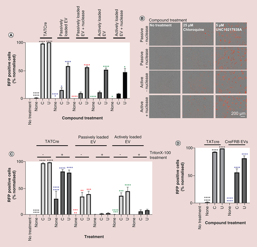 Figure 4. Intravesicular loaded CreFRB is essential for functional delivery, extra-vesicular contaminating nucleic acids and protein have no role in functional delivery. (A) 20 μg EVs were treated with the nuclease Basemuncher (1:10,000) in phosphate-buffered solution supplemented with 2 mM MgCl2. Excess nuclease was removed by pelleting the EVs by ultracentrifugation at 100,000 g. Recipient HEK293 Cre reporter cells were then treated with 20 μg/ml (1 μg/well) EVs with or without 25 μM chloroquine or 5 μM UNC10217938A. The percentage of GFP expressing cells that also expressed RFP normalized to a maximum of 100% was then calculated from the images acquired by IncuCyte® S3 after 24-h treatment; n = 3, error bars ± standard error of mean. One way analysis of variance was used for normally distributed data. Data, which were not normally distributed, were excluded from analysis of variance analysis and analysed using a nonparametric unpaired t-test. (B) Representative images for (A) after 24 h EV treatment. (C) TATCre and passively/actively loaded EVs were treated with or without 0.1% Triton X-100 for 30 min at room temperature before 325 ng TATCre/well and 20 μg/ml EV (1 μg/well) were added to HEK293 Cre reporter cells with or without 25 μM chloroquine and 5 μM UNC10217938A. The efficiency of CreFRB delivery was quantified by analyzing the percentage of RFP positive cells 24 h after treatment; n = 3, error bars ± standard error of mean. (D) EVs were isolated from Expi293F™ cells overexpressing CreFRB only. HEK293 Cre reporter cells were treated with 20 μg/ml (1 μg/well) EVs or 325 ng TATCre, and functional delivery was assessed by quantifying the percentage of cells expressing RFP normalized to 100% after a 24-h treatment; n = 3, error bars ± standard error of mean. One-way analysis of variance.Significance is indicated by colour coded asterisks that match statistically significant test conditions to the appropriate control. Asterisks in figure represent level of significance: *p ≤ 0.05, **p ≤ 0.01, ***p ≤ 0.001 and ****p ≤ 0.0001.C: 25 μM Chloroquine; EV: Extracellular vesicle; RFP: Red fluorescent protein; U: 5 μM UNC10217938A.