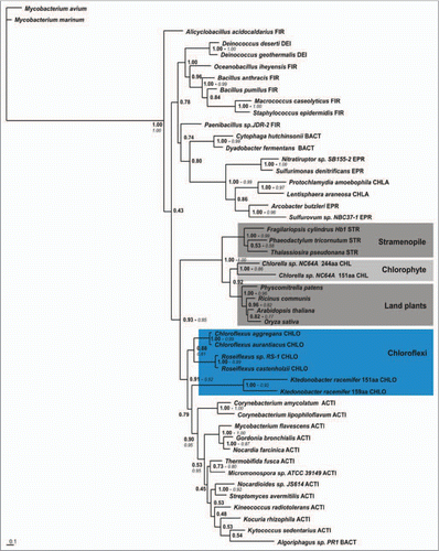 Figure 2 Bayesian phylogenetic tree (Mr. Bayes 3.1.2; WAG model; 5 × 106 generations; burnin1.5 × 106) based on concatenating MAFFT and PROBCONS alignments of representative plant, algal and stramenopile T2 globins with representative bacterial T2s and using the Mycobacterium avium and M. marinum T3 globins as outgroups. Branch support values are bayesian posterior probabilities and approximate Likelihood-Ratio Test, aLRT values (italic, if >0.5) of PhyML analysis. FIR, Firmicutes; DEI, Deinococci; BACT, Bacteroidetes; EPR, Epsilon proteobacteria; CHLA, Chlamydia; CHLO, Chloroflexi; ACTI, Actinobacteria.
