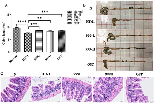 Figure 2. XEGMG improved gut injury in IAV-infected mice. The mice were subjected to colon-related analysis after 4 consecutive days of dosing after infection. (A) The length of the colons at day 4 (n = 5). (B) The representative images of the colons at day 4. (C) Representative histological H&E staining images of the colons at day 4 (Scale bar: 50 μm). Data are presented as mean ± standard error of the mean (*p < 0.05; **p < 0.01; ***p < 0.001; ****p < 0.0001 when compared with the H1N1 group). H1N1, infected with A/FM/1/47(H1N1); N, mock-infected control group; 999 L, the infected mice were treated with 6 g/kg XEGMG intragastrically; 999H, treated with 12 g/kg XEGMG intragastrically; OST, treated with 22.75 mg/kg oseltamivir intragastrically; H&E staining, Hematoxylin–Eosin staining.