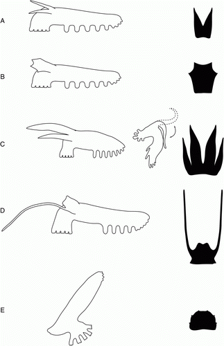 Figure 21.  Morphological diversification in Peniagone. Side view (left row) and shape of the velum (right row). (A) Peniagone azorica and Peniagone islandica; (B) Peniagone horrifer; (C) Peniagone coccinea sp. nov.; (D) Peniagone longipapillata; (E) Peniagone diaphana.