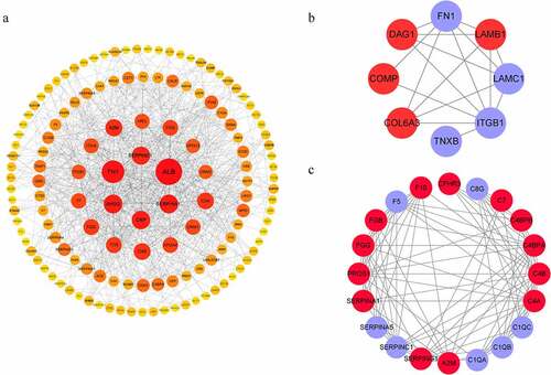 Figure 5. The interacted network of proteins analyzed by STRING. (a) All detected DEPs. (b) DEPs involved in ECM-receptor interaction. (c) DEPs involved in the complement and coagulation cascades. Red and blue graphics represent up-regulated and down-regulated proteins, respectively.