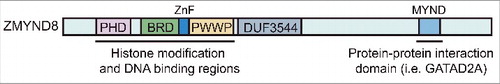 Figure 1. Bromodomain protein ZMYND8. Domain structure and functional regions of ZMYND8 are shown. PHD – Pleckstrin homology domain; BRD – Bromodomain; PWWP – Pro-Trp-Trp-Pro; ZnF – Zinc Finger domain; DUF – domain of unknown function; MYND – myeloid, Nervy, and DEAF-1 domain