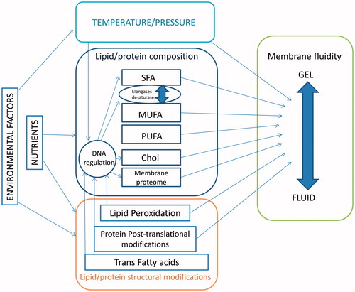 Figure 1. Factors inducing membrane fluidity changes. Nutrients and environmental factors affect membrane fluidity by altering: (1) temperature and/or pressure, (2) lipid and protein composition, and by inducing (3) protein and lipid modifications. Regulation and homeostasis of membrane fluidity are obtained mainly by varying lipid composition through enzymatic action.