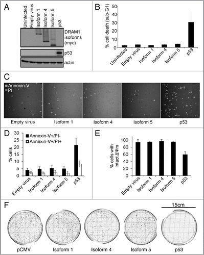 Figure 3 DRAM-1 isoforms 1, 4 and 5 do not induce cell death. (A and B) Saos-2 cells were infected with either an empty adenoviral vector, DRAM-1 isoforms 1, 4 or 5, or p53 (positive control). After 48 h, both adherent and floating cells were harvested and the extent of cell death measured by flow cytometry for the percentage of cells with sub-G1 DNA content. The data represented are from three independent experiments and error bars indicate standard deviation (s.d.) (B). Protein expression of p53 and DRAM-1 isoforms was validated by western blotting (A). Saos2 cells were infected with either an empty adenoviral vector, DRAM-1 isoforms 1, 4, 5 or p53. After 48 h, apoptosis was determined using annexinV-Alexa Fluor 488 and PI staining and analyzed by microscopy (C). Each histogram represents the mean percentage of either Annexin-V positive and PI negative or Annexin-V positive and PI positive cells. Results are the mean ± s.d. of seven determinations (D). Measurement of mitochondrial potential (ΔΨm) was assessed using MitoTracker Green FM which stains mitochondria regardless of ΔΨm and and TMRE which is sequestered only by active mitochondria. The staining was analyzed by microscopy. Each histogram represents the mean percentage of cells positive for both MitoTracker Green and TMRE. Results are the mean±s.d. of four determinations (E). Saos-2 cells were transfected with 10 µg of either: DRAM-1 SV1, SV4 or SV5, p53 (positive control) or an empty plasmid (pCMV; negative control). After 48 h, transfected cell populations were replated with fresh media containing G418 and assessed for clonogenic survival two weeks later (F). Images shown are representative of at least three independent experiments.