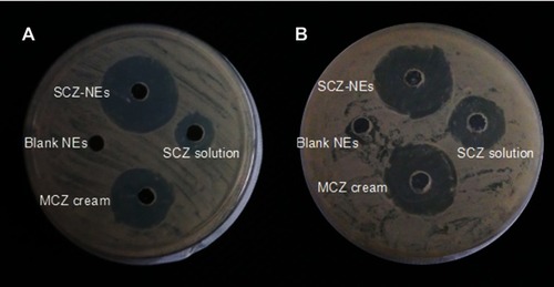 Figure 6 The zones of inhibition for the SCZ-NE, MCZ cream and SCZ DMSO solution. (A) The zones of inhibition for the SCZ-NE, MCZ cream and SCZ DMSO solution against C. albicans. (B) The zones of inhibition for the SCZ-NE, MCZ cream and SCZ DMSO solution against T. rubrum. The SCZ concentration in each formulation was 5 mg/ml. The results are represented as the mean±SD (n=3).Abbreviations: SCZ-NEs, sulconazole-loaded in nanoemulsion; MCZ cream, miconazole commercial reference.