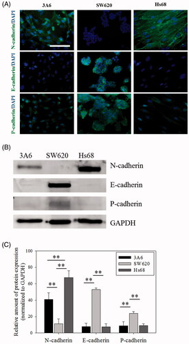 Figure 2. The cadherin expression of cells. (A) Immuno-fluorescent staining images of cells. Scale bar = 100 um. (B) Western blot results of cadherin proteins. (C) The relative amount of the cadherin protein expressions. ** p < .01, n = 5.