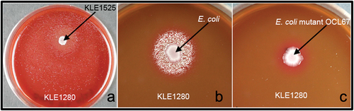 Figure 3. Growth induction of Porphyromonas pasteri KLE1280 grown on FAASB plates. (a) Growth induction by initial helper Staphylococcus hominis KLE1525. (b) Growth induction by E. coli K-12. (c) Lack of growth induction by deletion mutant OCL67.