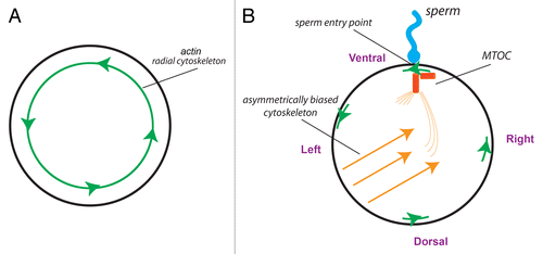 Figure 4. The centrosome could be the F-molecule orienting the 3 axes at fertilization. (A) The unfertilized egg, seen from the animal pole, is radially symmetric about the animal-vegetal axis but contains a chiral actin cytoskeleton.Citation47 (B) At fertilization, the sperm entry point produces the first “point” around the circumference that is different from any other. The direction of the actin cytoskeleton at this point establishes a linear LR axis—a convergence of the 3 axes that could enable the MTOC to be uniquely oriented and thus establish directional asymmetries in the microtubule cytoskeleton that would underlie asymmetric transport of intracellular components.Citation70