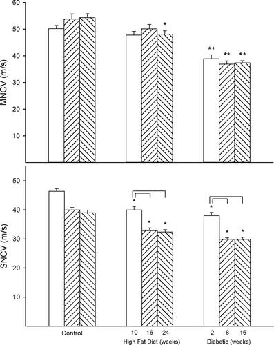 Figure 1 Effect of duration of obesity or type 2 diabetes on motor and sensory nerve conduction velocity. Motor (top) and sensory (bottom) nerve conduction velocity was examined as described in the 'Methods' section after 22 (open bars), 28 (left hatch bars) or 36 (right hatch bars) weeks of age in Sprague Dawley rats fed a normal diet or in rats fed a high-fat diet at 12 weeks of age for 10 (open bars), 16 (left hatch bars) or 24 (right hatch bars) weeks or in type 2 diabetic rats that were treated with a low dose of streptozotocin after 8 weeks of a high-fat diet and 2 (open bars), 8 (left hatch bars) or 16 (right hatch bars) weeks of hyperglycemia. Data are presented as the mean ± SEM. in m/s. The number of rats in each group was 12. *p < 0.05 compared to control rats; +p < 0.05 compared to high-fat diet-fed rats; brackets indicate significance (p < 0.05) compared to early time point for that condition.