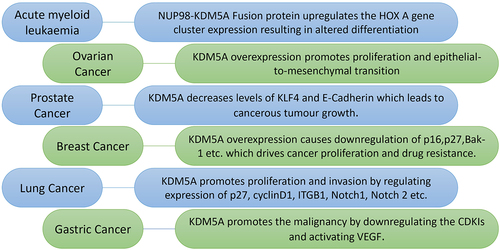Figure 3. Various roles of KDM5A in different type of cancers: KDM5A is overexpressed in many types of cancer where it drives cancer proliferation, invasion and drug resistance. Some of these interaction as shown above are as follows - (I) in acute myeloid leukaemia – NUP98 protein and PHD3 of KDM5A forms a fusion protein which regulate the expression of HOX a gene cluster. This fusion protein alters the expression level of HOX a cluster leading to erroneous differentiation, (II) in ovarian cancer – KDM5A overexpression promotes proliferation and epithelial-to-mesenchymal transition in SKOV3 cells. It was also shown to be playing in PTX resistance in SKOV3 cells, (III) in prostate cancer – KDM5A localizes on tumour suppressor and differentiation genes such as KLF-4 and E-cadherin to reduce their expression. Reduction in these gene correlate with higher malignancy of cancer, (IV) in breast cancer – overexpression of KDM5A drives the drug resistance by downregulating p16 and bak-1. It also helps in cancer proliferation by regulating p27 along with p16, (V) in lung cancer – KDM5A reduces the expression of p16, cyclin D1 etc. To drive cancer proliferation, invasion and drug resistance. In small cell lung cancer, KDM5A causes carcinogenesis by downregulates Notch1 and Notch2, (VI) in gastric cancer – KDM5A promotes the tumour activity by downregulating the cyclin dependent kinase inhibitors (CDKI: p16, p21 & p27). Transactivation of vascular endothelial growth factor (VEGF) by KDM5A also plays important role in gastric tumorigenesis.