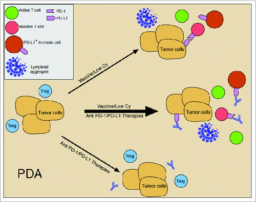Figure 1. Model explaining the inefficacy of single agent immunotherapy for pancreatic cancer. At baseline, pancreatic tumors are predominantly infiltrated with immunosuppressive regulatory cells, such as T regulatory cells (Treg), and few effector T cells (T cell); express low levels of PD-L1 on tumor cells; and are infiltrated with few to no PD-L1-expressing innate immune cells (PD-L1+ immune cell). In this non-immunized and inactive state, treatment with immune checkpoint inhibitors alone, such as anti-PD-1/PD-L1, is hampered by the lack of effector T cells to act on. Treatment with the GVAX vaccine (Vaccine) combined with low dose cyclophosphamide (Cy) converts the pancreatic tumor microenvironment from a relatively inactive to an active state by inducing the infiltration of effector T cells and the formation of intratumoral tertiary lymphoid aggregates (Lymphoid aggregate). However, cytokines produced by the immune cells that are induced to traffick the tumor, such as IFNγ, induce the upregulation of immunosuppressive mechanisms, such as the upregulation of PD-1 and PD-L1 expression. These countering immunosuppressive mechanisms limit the activity and efficacy of vaccination, but also prime the pancreatic tumor microenvironment for immune modulators, such as checkpoint-inhibitors. Thus, optimal activity and antitumor efficacy of either of these single approaches is dependent on the other.