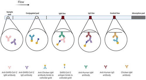 Figure 5. Lateral flow immunoassays (LFIAs) for diagnosis of COVID-19