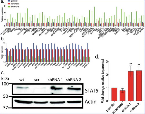 Figure 4. Reverse Phase Protein Array (RPPA) was used to quantitatively measure changes in levels of 305 cancer-associated proteins following UBE4B depletion in neuroblastoma SK-N-AS cells. Protein levels were either increased (a) or decreased (b) relative to parental SK-N-AS or SK-N-AS cells infected with a scrambled shRNA. A positive control (EGFR) was included in the analysis and its levels were increased as previously described (Sirisaengtaksin et al 2014; and see Figure 2) (c-d) STAT5a, increased in levels according to the RPPA analysis (a) and this increase was confirmed with quantitative immunoblotting in UBE4B-depleted SK-N-AS cells (c-d). (n = 3). D. Graph shows the mean ±/- S.E.M. Comparisons were made using ANOVA with post hoc Dunnett multiple comparison test. ** denotes p < .01.