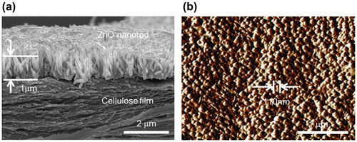 Figure 1. Morphology investigation of the prepared CEZOHN: (a) cross-sectional SEM image and (b) AFM surface image.