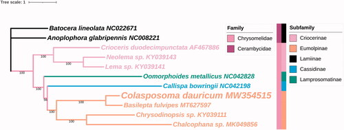 Figure 1. Phylogenetic relationship of 11 species in Chrysomeloidea based on the concatenated data set of 13 protein-coding genes. NC008221 and NC022671 were shown as outgroups. Number under each node indicates the ML bootstrap support values.