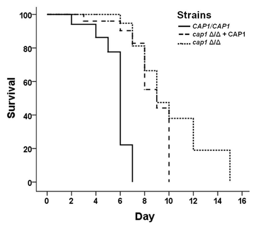 Figure 5. Candida virulence is reduced when Cap1 is deleted. Ten mice/strain were injected in the tail vein with 106 cells of the respective Candida strain. Survival curves of mice when infected with CAP1/CAP1, cap1Δ/Δ + CAP1 and cap1 Δ/Δ strains show that mice infected with the cap1Δ/Δ mutant were able to survive significantly longer than those injected with the wild type (p < 0.01 for CAP1/CAP1 and the cap1Δ/Δ mutant).