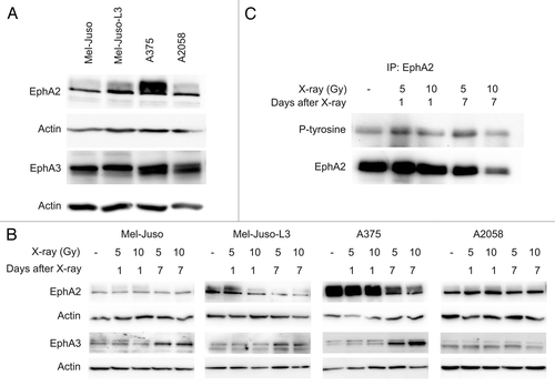Figure 6. Representative western blots showing EphA2 and EphA3 receptor in untreated or irradiated melanoma cell lines. Cells were lysed, followed by protein quantification using BCA protein assay. Protein extracts were subjected to SDS-PAGE, western blotting and immunodetection using specific antibodies. A polyclonal actin antibody was used to verify equal protein amount. For each cell line at least three independent protein samples were analyzed. (A) EphA2 and EphA3 receptor in untreated melanoma cells. (B) EphA2 and EphA3 receptor in irradiated (5 and 10 Gy, 1 d and 7 d after X-ray) melanoma cells. (C) EphA2 receptor was immunoprecipitated from protein lysates from A375 cells. Immunoprecipitates were subjected to SDS-PAGE, western blotting and immunodetection using specific antibody to phosphorylated tyrosine and reprobed with EphA2 antibody.