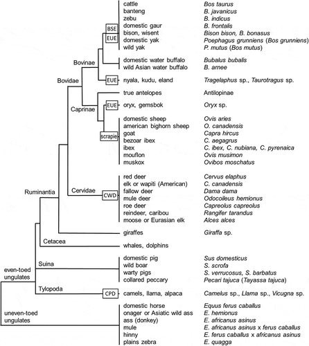 Figure 1. Phylogenetic tree of the order Artiodactyla (ruminants and related groups). Only species and groups relevant for legislation on the eradication of TSEs are shown. Text blocks indicate the types of TSE found in ruminants and related groups. For further explanation see text.