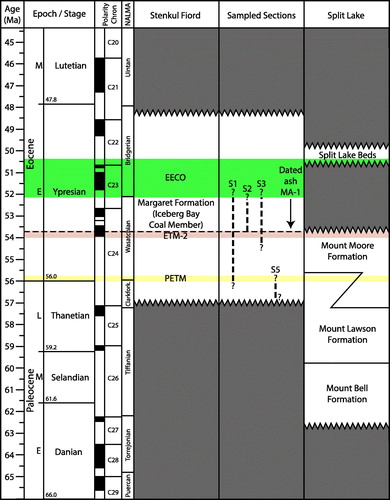 Figure 2. Early Paleogene lithostratigraphic chart showing the chronostratigraphic positions (coloured horizontal bars) of early Eocene hyperthermals at Stenkul Fiord and Split Lake. The Graybullian, which is mentioned in this study, is a substage of the Wasatchian stage and falls within the early Eocene. The sampled sections column shows preliminary stratigraphic placement of four sampled sections and the volcanic ash layer MA-1. Modified from West et al. (Citation2019).