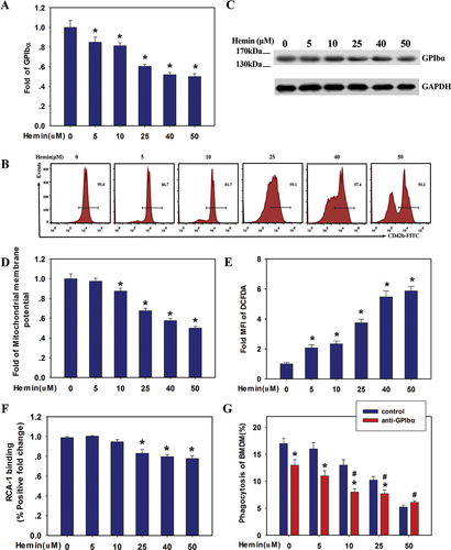 Figure 4. Hemin inhibited human platelet clearance via decreased desialylation of GPIbα (A, B) the expression level of GPIbα in hemin-treated human platelets assessed by FACS using FITC-conjugated CD42b. (C) Western blot analysis of GPIbα. (D) FACS analysis of mitochondrial membrane potential (ΔΨm) in human platelets. (E) FACS analysis of ROS generation. (F) Hemin inhibited GPIbα desialylation of human platelets. The positive gate and specificity of these antibodies were controlled by corresponding isotypes. Data are presented as the mean ± SD; n = 3. *Compared with the hemin-free group (0 μM) (p<.05). Statistical analysis by one-way ANOVA with Tukey’s multiple comparison in panels A, D, E, and F. (G) Blocking GPIbα inhibited platelet clearance. GFP+ mouse platelets pre-incubated with anti-GPIbα blocking antibody (20 μg/mL) for 30 min prior to hemin treatment, then phagocytosis of GFP+ platelets by BMDMs was quantified by FACS. Data are presented as the mean ± SD; n = 3. *Compared with the anti-GPIbα antibody-free group (p<.05), #Compared with the anti-GPIbα antibody (5 μg/mL)/hemin-free group (p<.05). Statistical analysis by two-way ANOVA with Tukey’s multiple comparison in panel G.