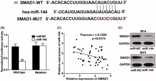Figure 4. SMAD1 is the new target of miR-144. (A) TargetScan program was used to predict the targets of miR-144, and the putative seed-matching sites or mutant sites (the letter “G” in the 16th, 18th and 20th position) between miR-144 and 3′-UTR of SMAD1 according the program. (B) Luciferase reporter assay was employed to the luciferase activities of the WT and mut reporters. Data were presented as mean + SD from three independent experiments with triple replicates per experiment. **p < 0.01. (C) miR-144 and SMAD1 expression levels of melanoma specimens (n = 49) were analyzed by qRT-PCR and the relationship between which was tested by Pearson’s method. (D) M14 and MV3 cells were transfected with miR-144 or control mimics (miR-NC). After 48 h, the expressions of SMAD1 were detected by western blotting.