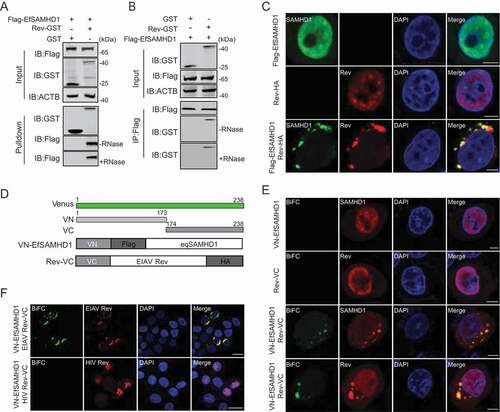 Figure 3. EIAV Rev interacts with equine SAMHD1. (A) GST affinity-isolation analysis of EfSAMHD1 and Rev. Flag-SAMHD1 was co-transfected with VR-GST or Rev-GST. Whole-cells lysates were prepared, and GST affinity isolations were performed with glutathione magbeads and analyzed using western blotting. (B) Co-IP analysis of EfSAMHD1 and Rev. HEK293T cells were transfected with indicated plasmids. Whole-cell lysates were prepared at 48 hpt, and immunoprecipitations were performed with anti-Flag beads and analyzed using western blotting. (C) EIAV Rev relocalizes EfSAMHD1 from the nucleus to cytoplasmic compartments. Flag-EfSAMHD1 and Rev-HA were expressed individually or together in HeLa cells. Cells were fixed, permeabilized and incubated with primary and secondary antibodies at 36 hpt, EfSAMHD1 and Rev expression were observed using confocal microscopy. Scale bar: 5 μm. (D) Schematic of the BiFC fusion proteins. (E) Detection of EfSAMHD1 and Rev interaction using BiFC assay. VN-Flag-EfSAMHD1 and Rev-VC were expressed individually or together in HeLa cells and EfSAMHD1 and Rev fusion proteins were stained with rabbit anti-Flag or anti-HA polyclonal antibodies followed by Alexa Fluor 647-conjuated goat anti-rabbit antibodies. BiFC green fluorescent signals together with the expression of EfSAMHD1 or Rev expression were visualized using confocal microscopy. Scale bar: 5 μm. (F) HIV-1 Rev does not produce BiFC green fluorescent signals with EfSAMHD1. RevHIV-VC-HA was used as a negative control. Scale bar: 20 μm