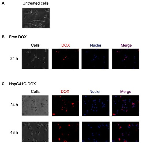 Figure 8 Fluorescence microscopic analysis of the subcellular localization of DOX in Suit-2 cells. (A) Untreated Suit-2 cells. Cellular distribution of (B) free DOX and (C) HspG41C–DOX.Notes: Red indicates DOX; blue indicates the nuclei.Abbreviations: DOX, doxorubicin; HspG41C, mutant heat shock protein cage; HspG41C–DOX, HspG41C cage carrying doxorubicin.